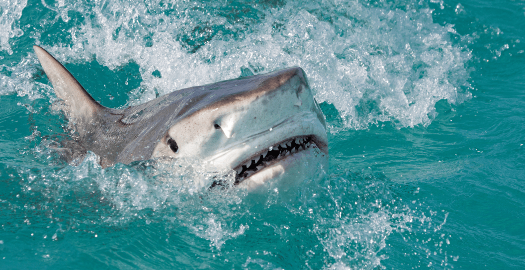 Shark Attack