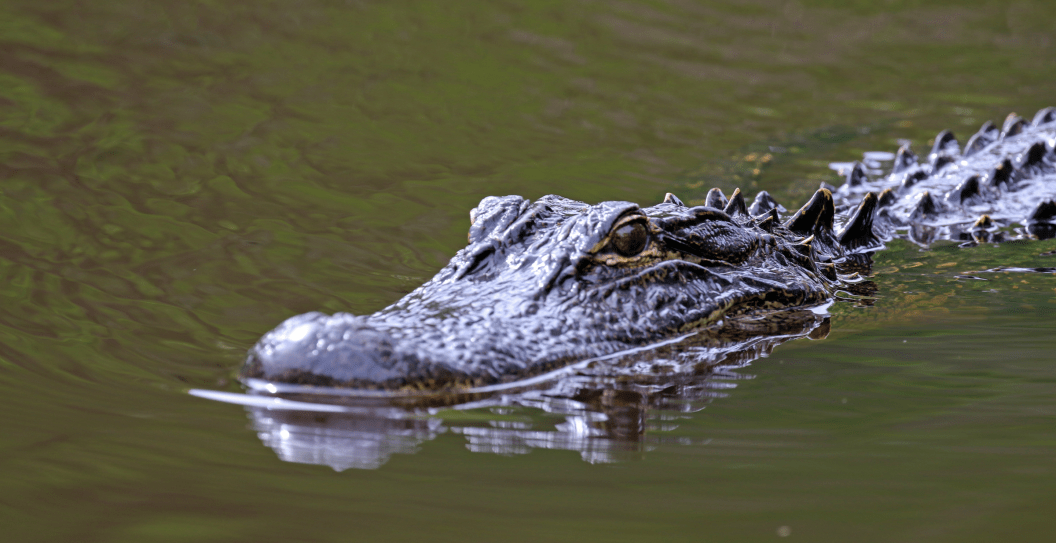 Alligator Attack