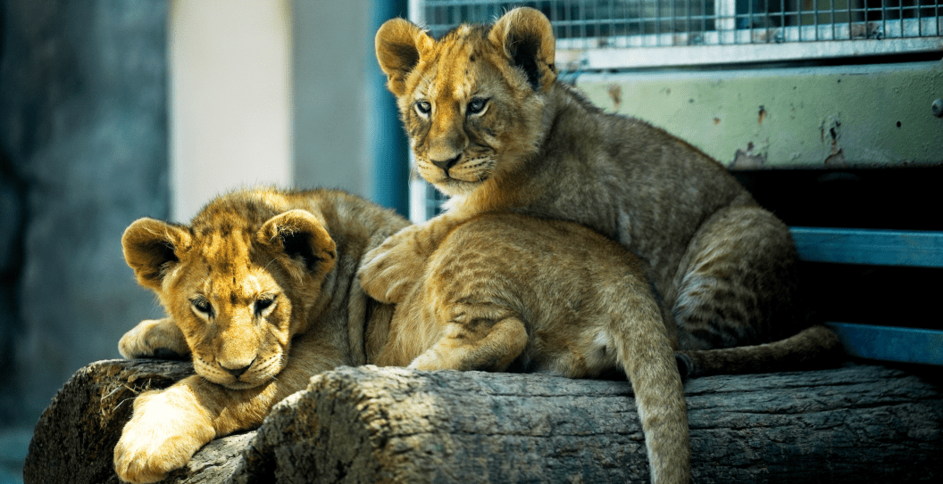 Lion Cub
