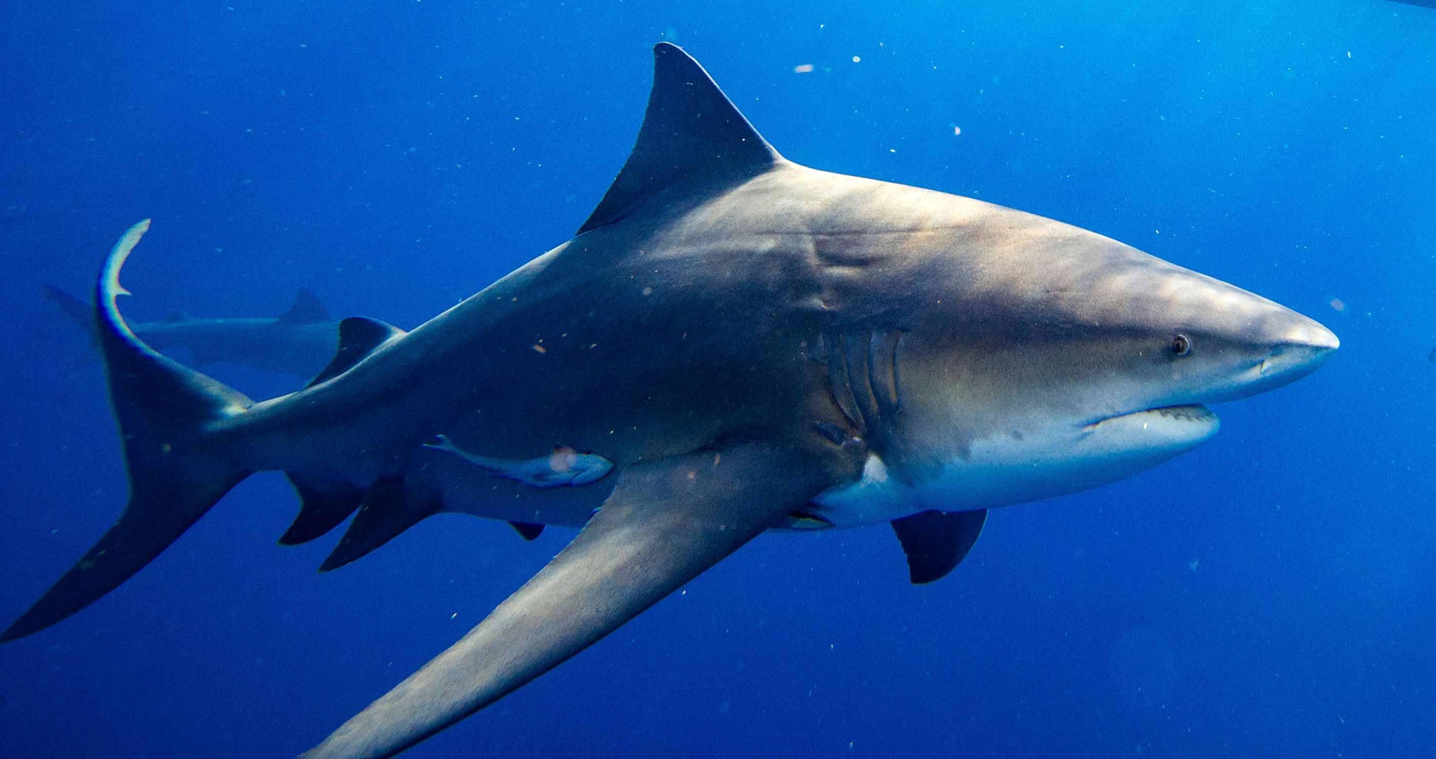 Shark