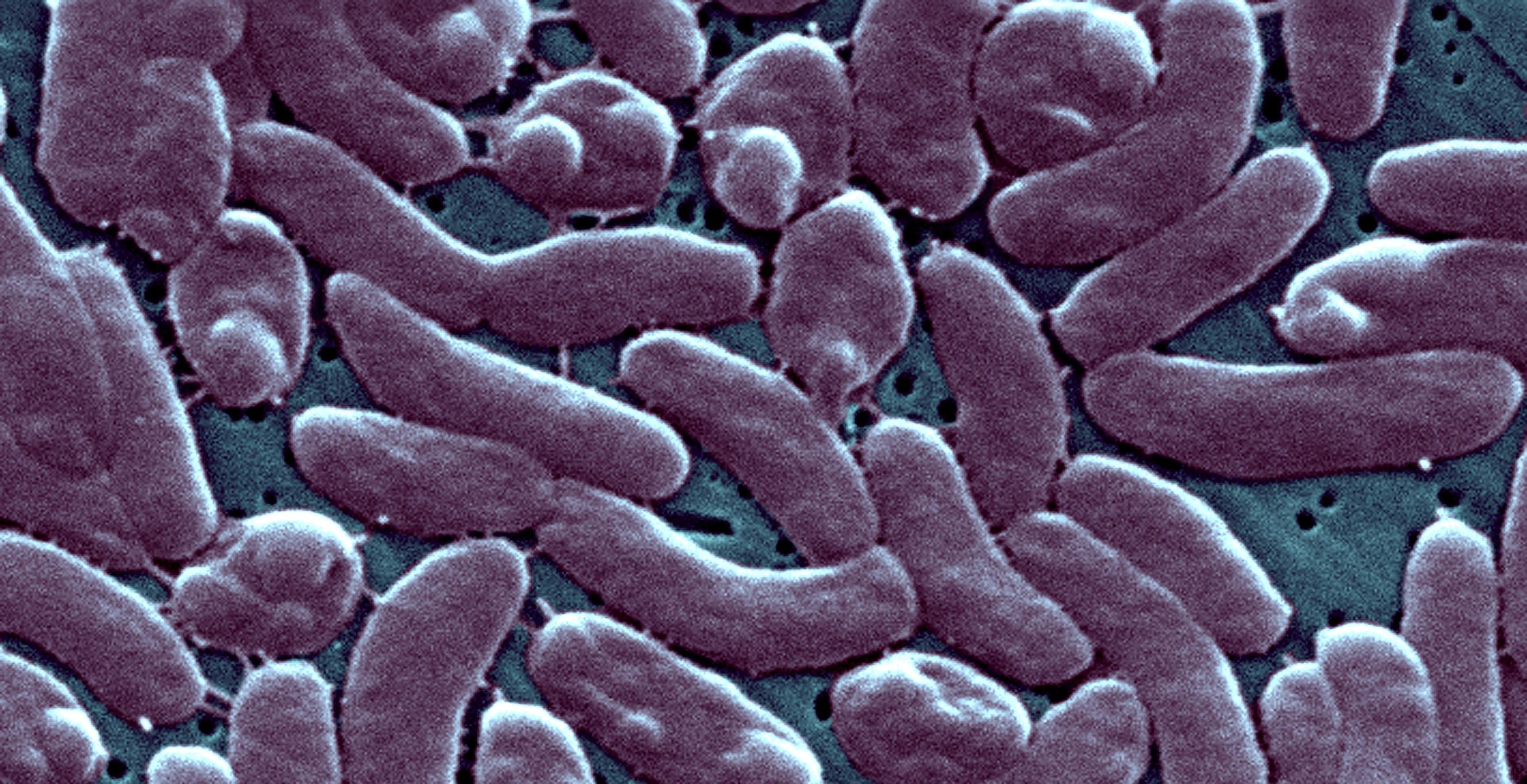 flesh-eating bacteria