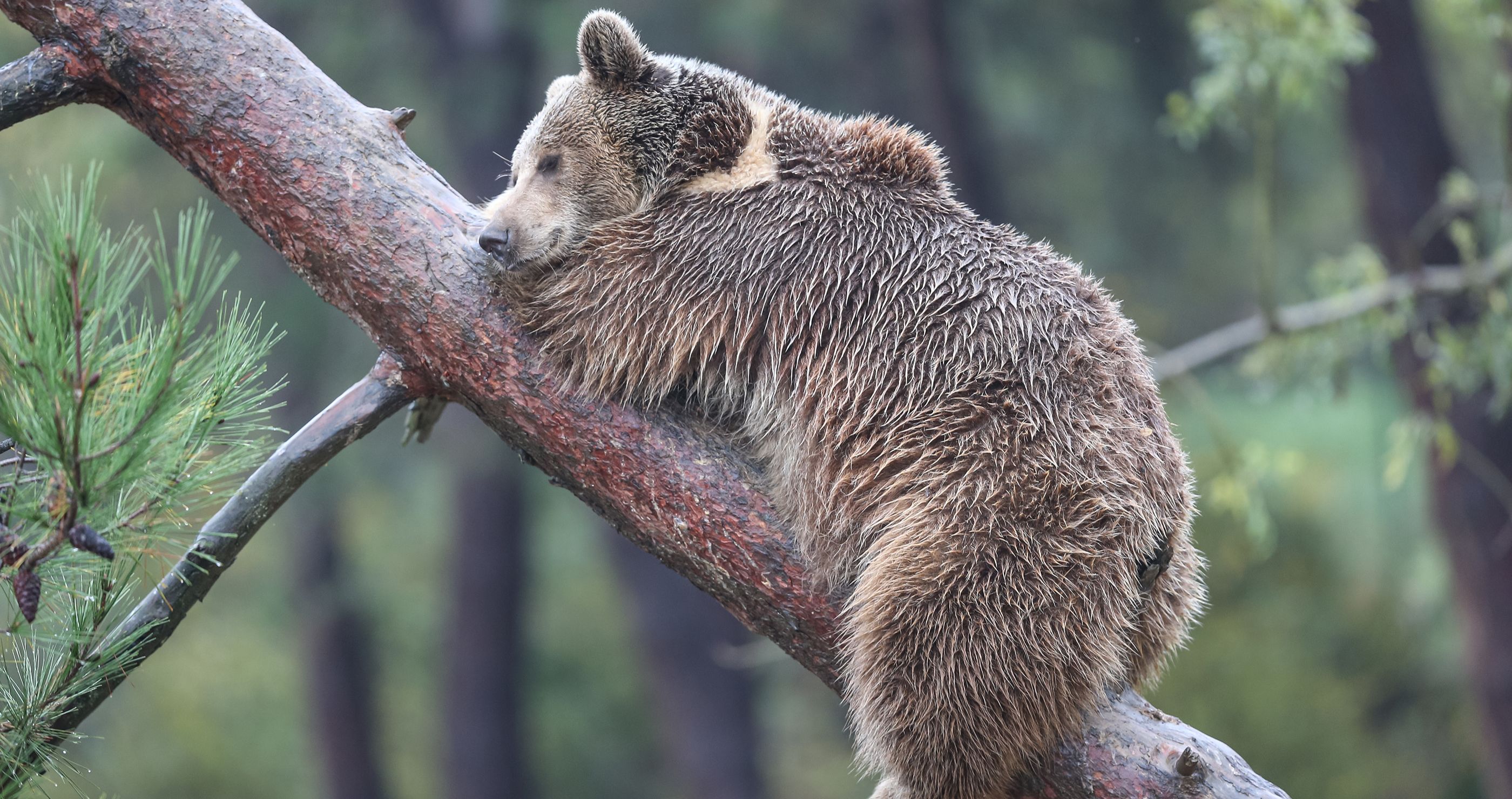 Bear