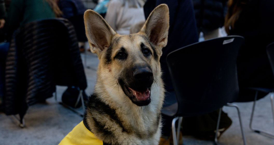 German shepherd