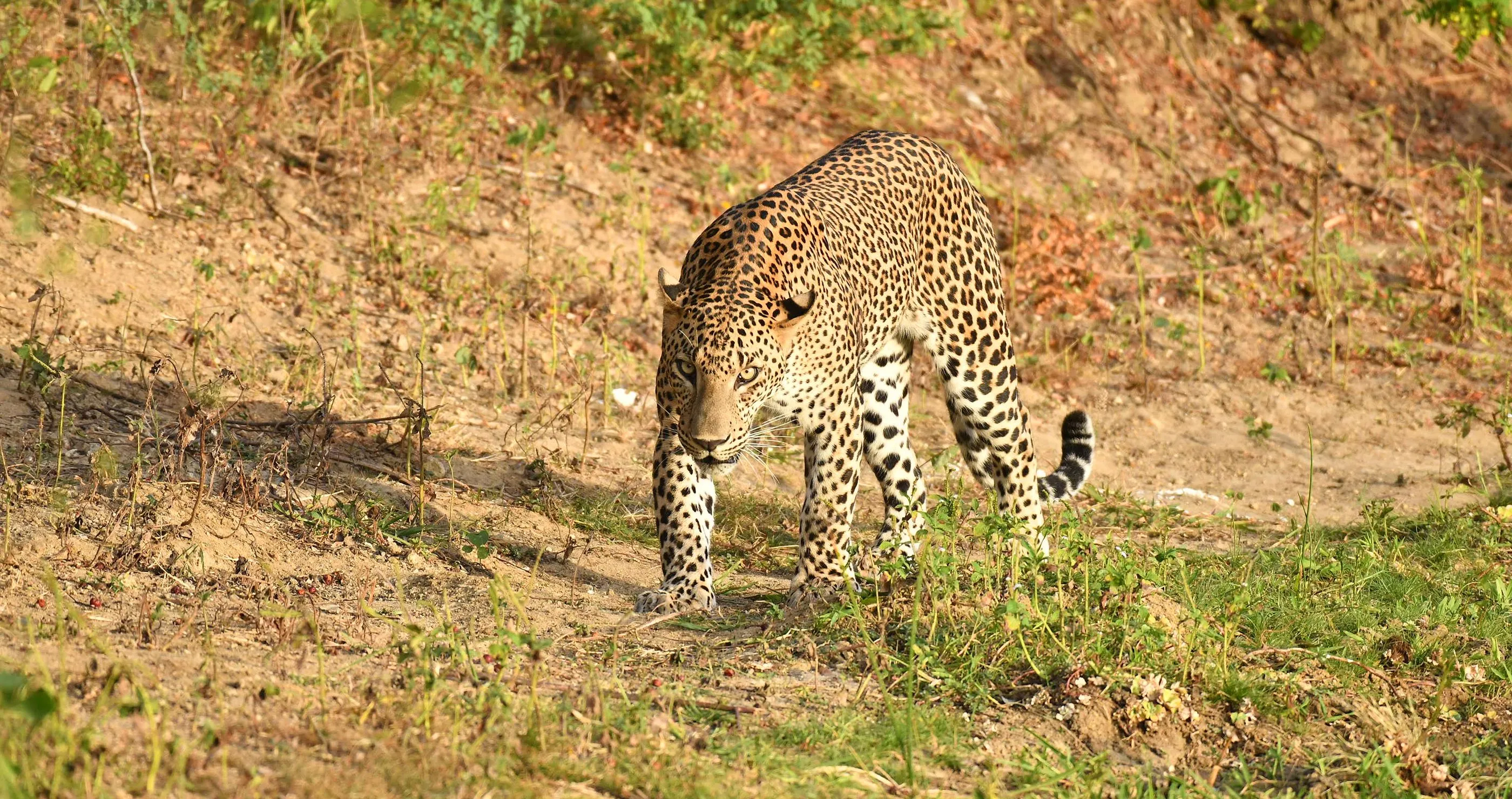 Leopard