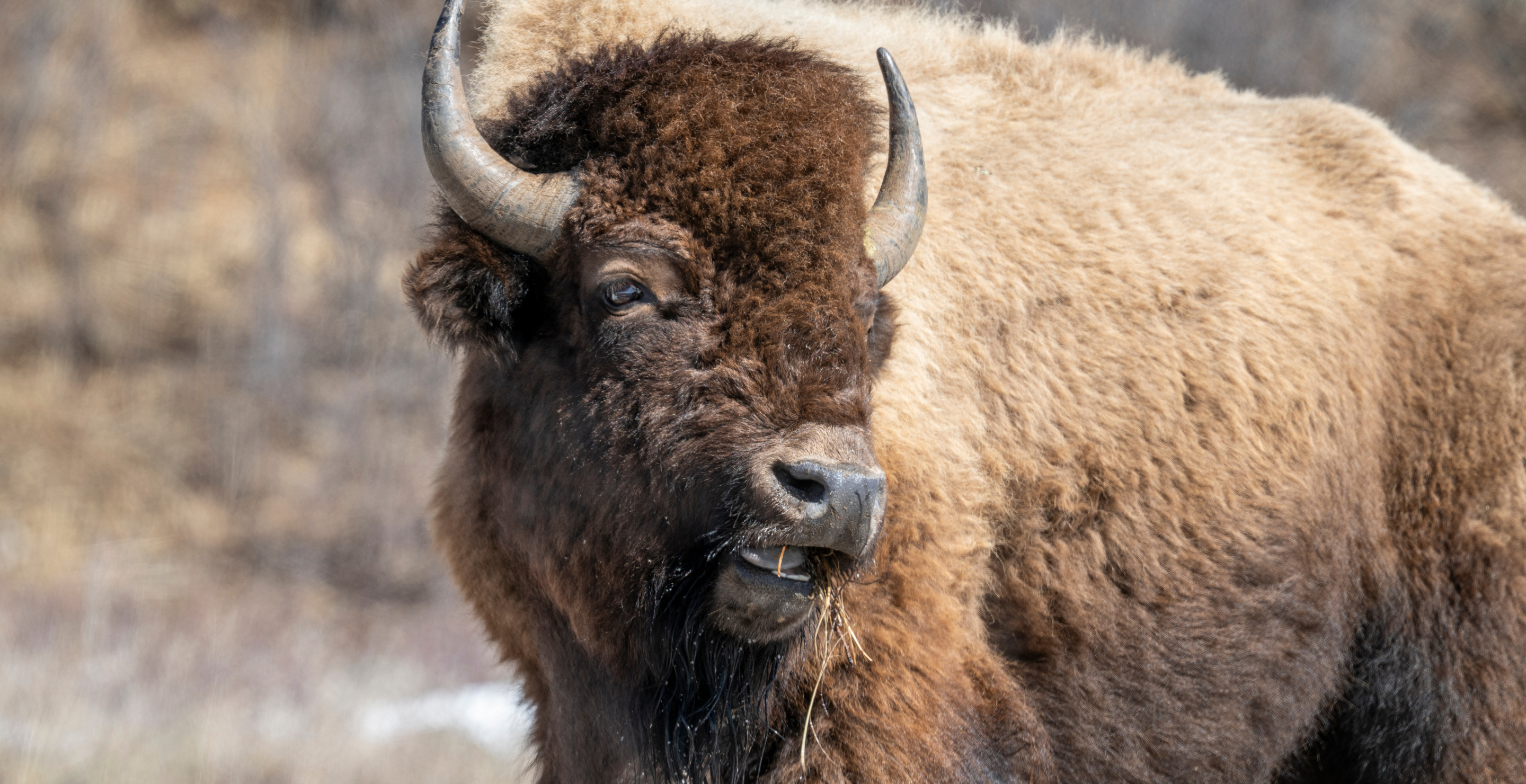 Yellowstone Bison Attack