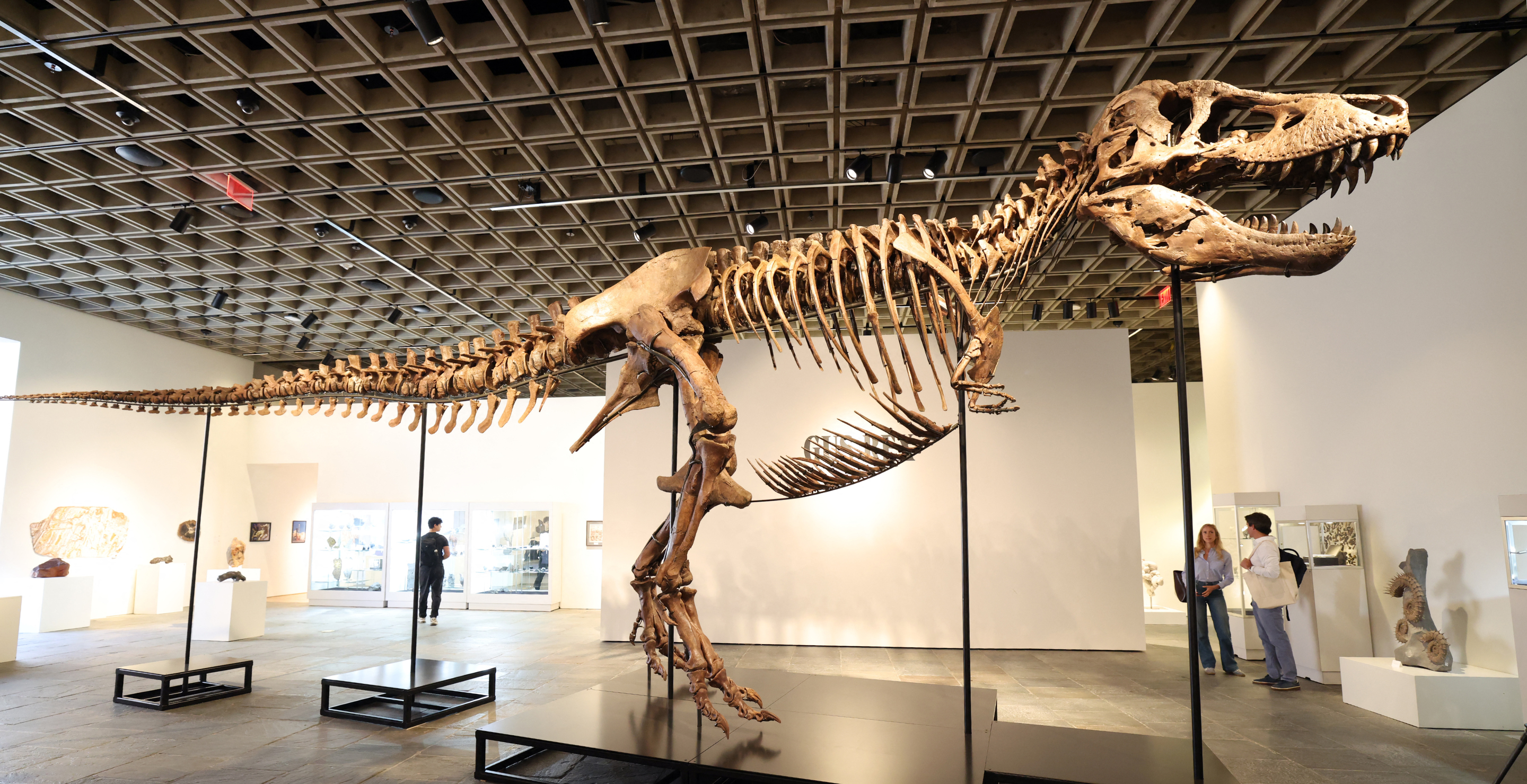 Dinosaur Auction, July 2026