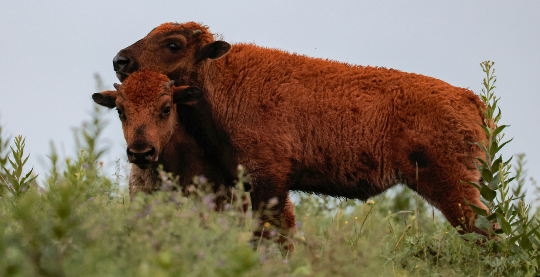 Bison, Yellowstone