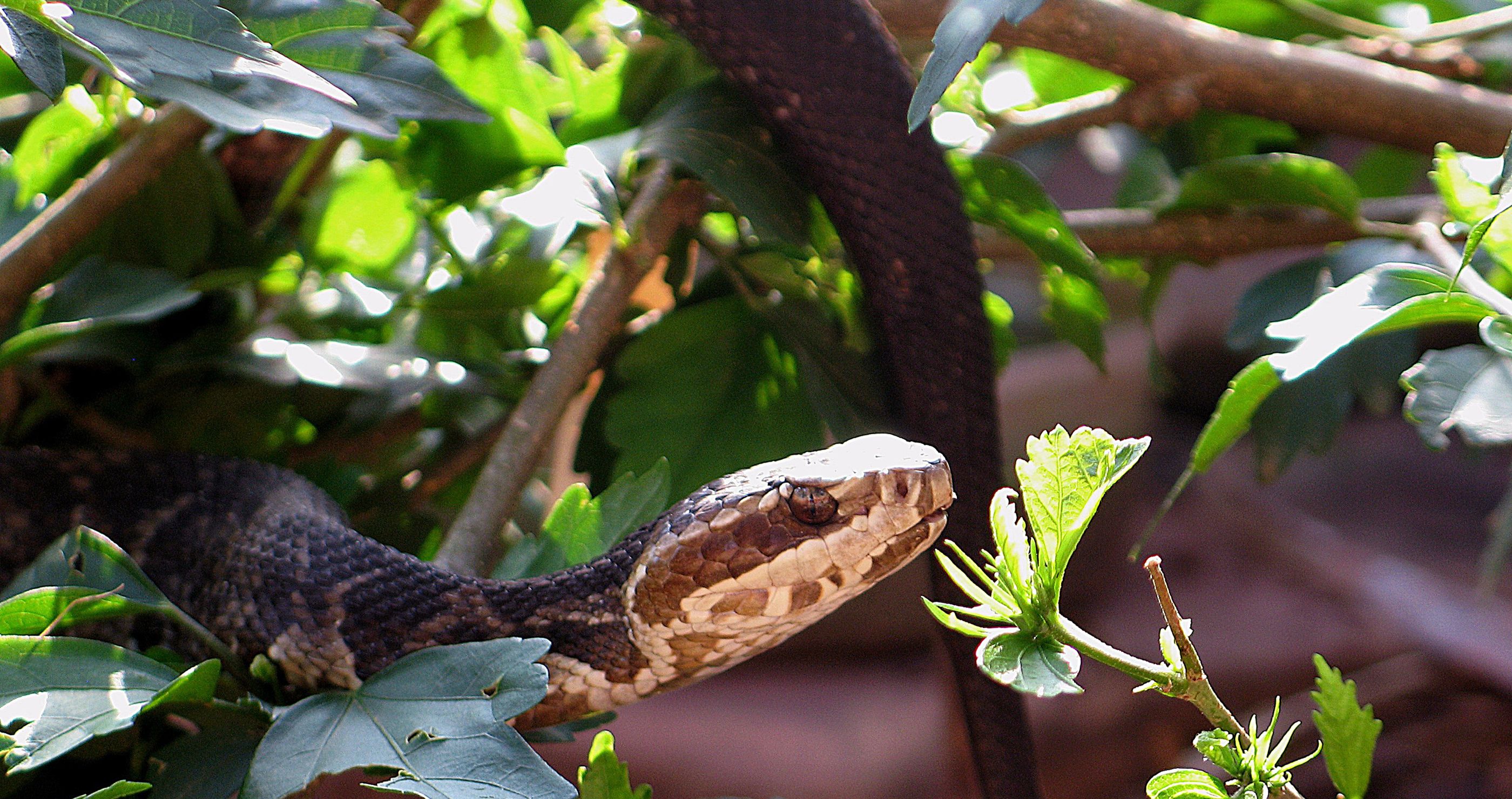 Snake