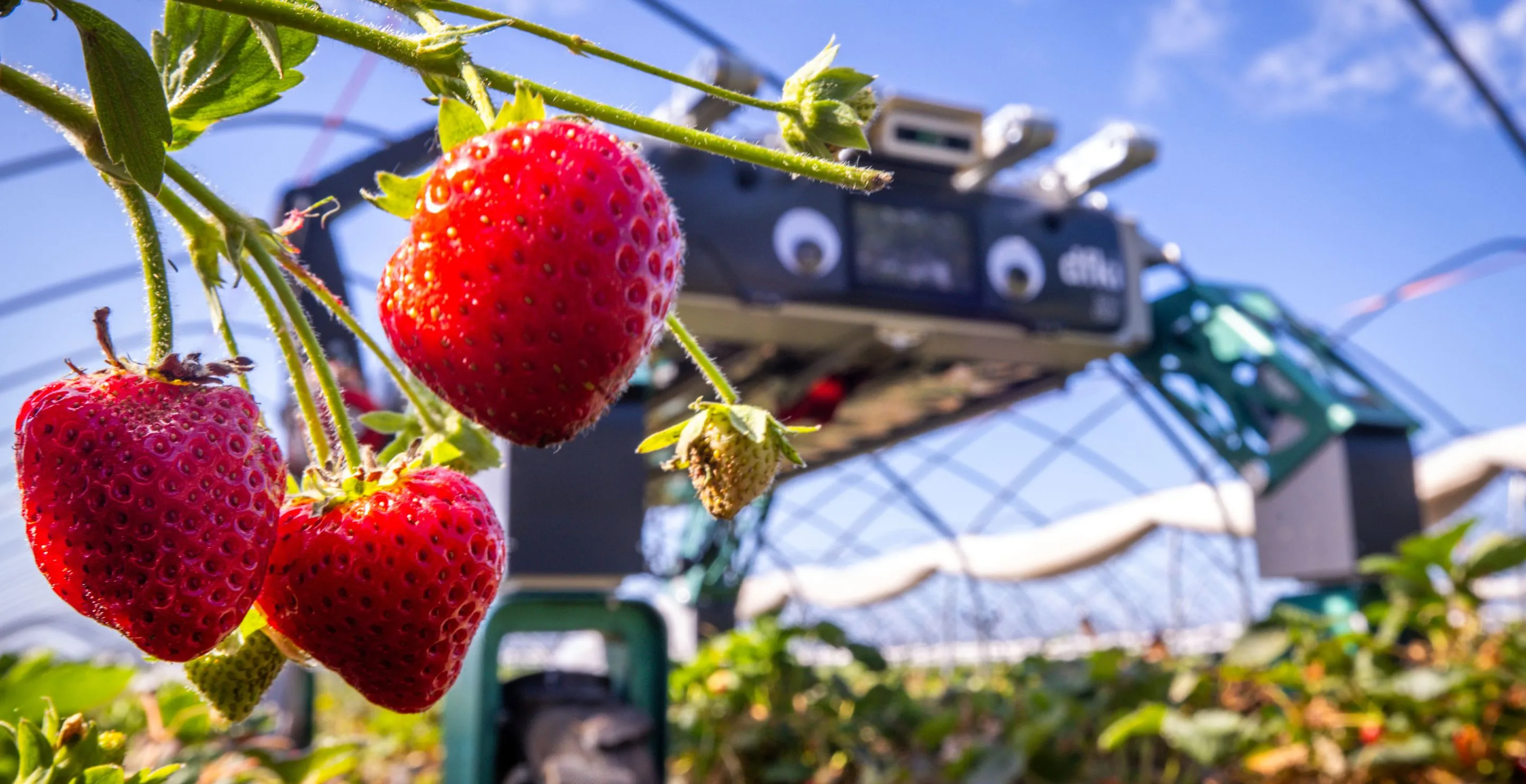 Farmer Takes AI Weed-Control Advice, Loses 25 Acres of Crops