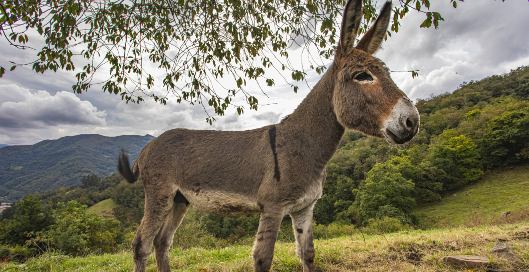 Donkey Attack