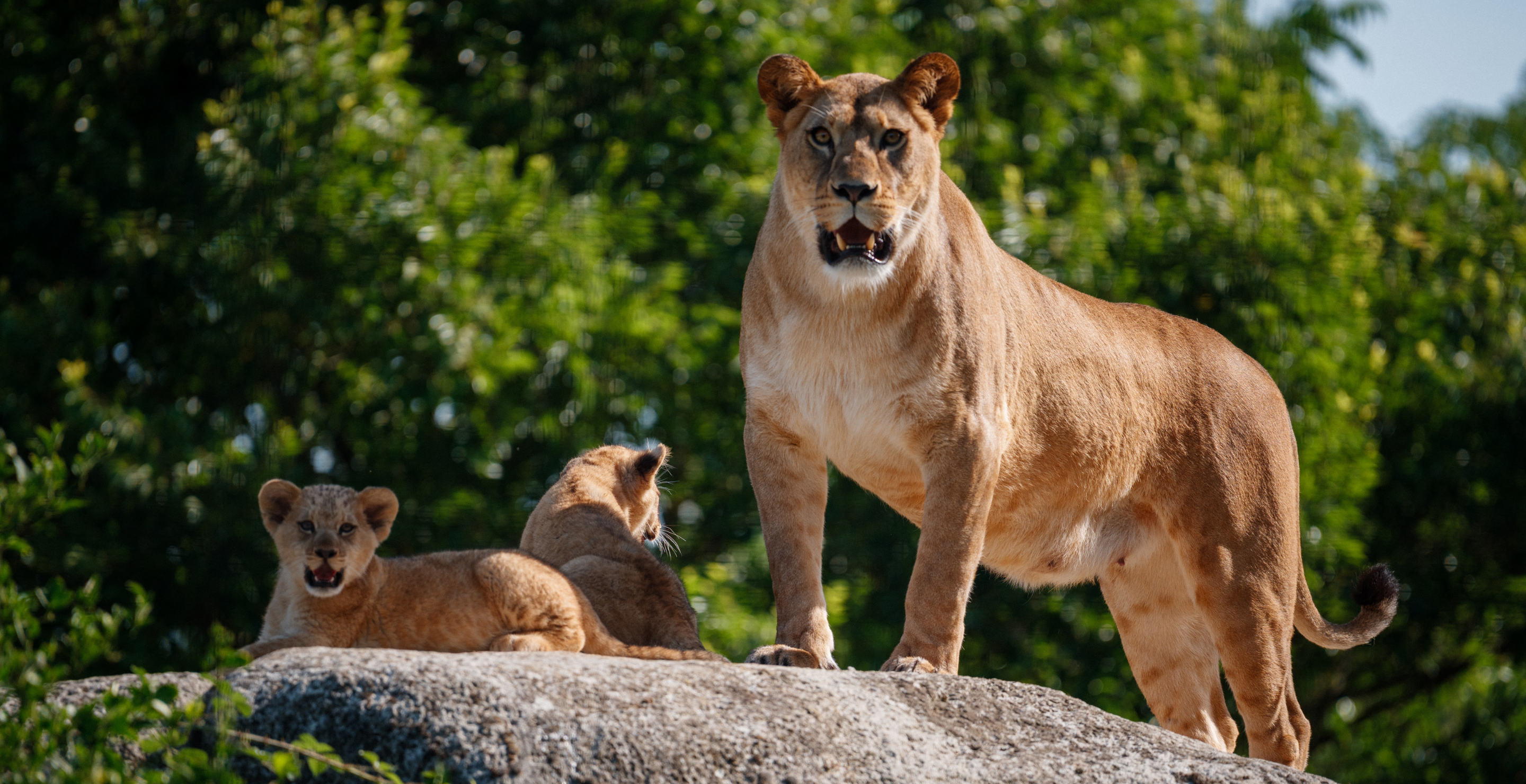 Indiana Lion Search