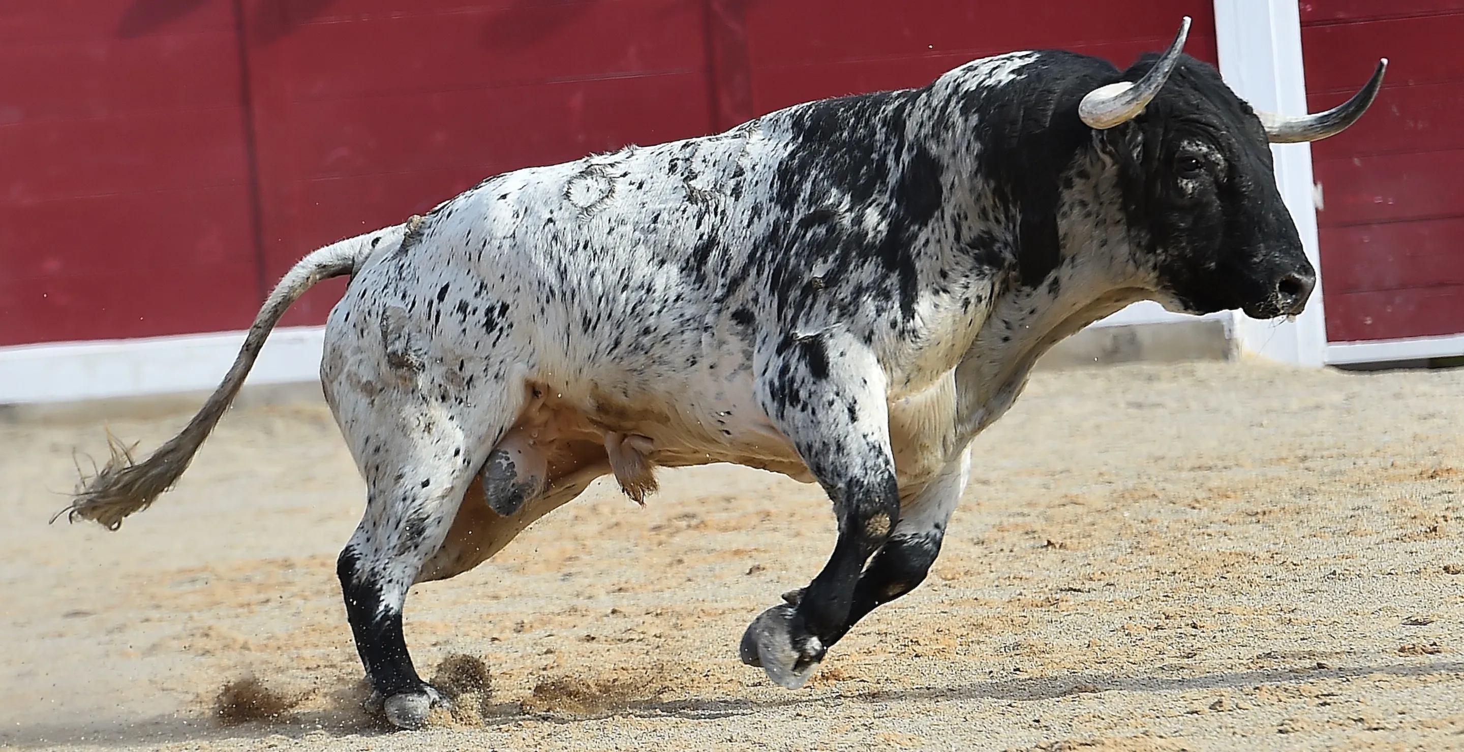 Bullfighting Fans Terrified as Enraged Bull Leaps Barrier Into Crowd