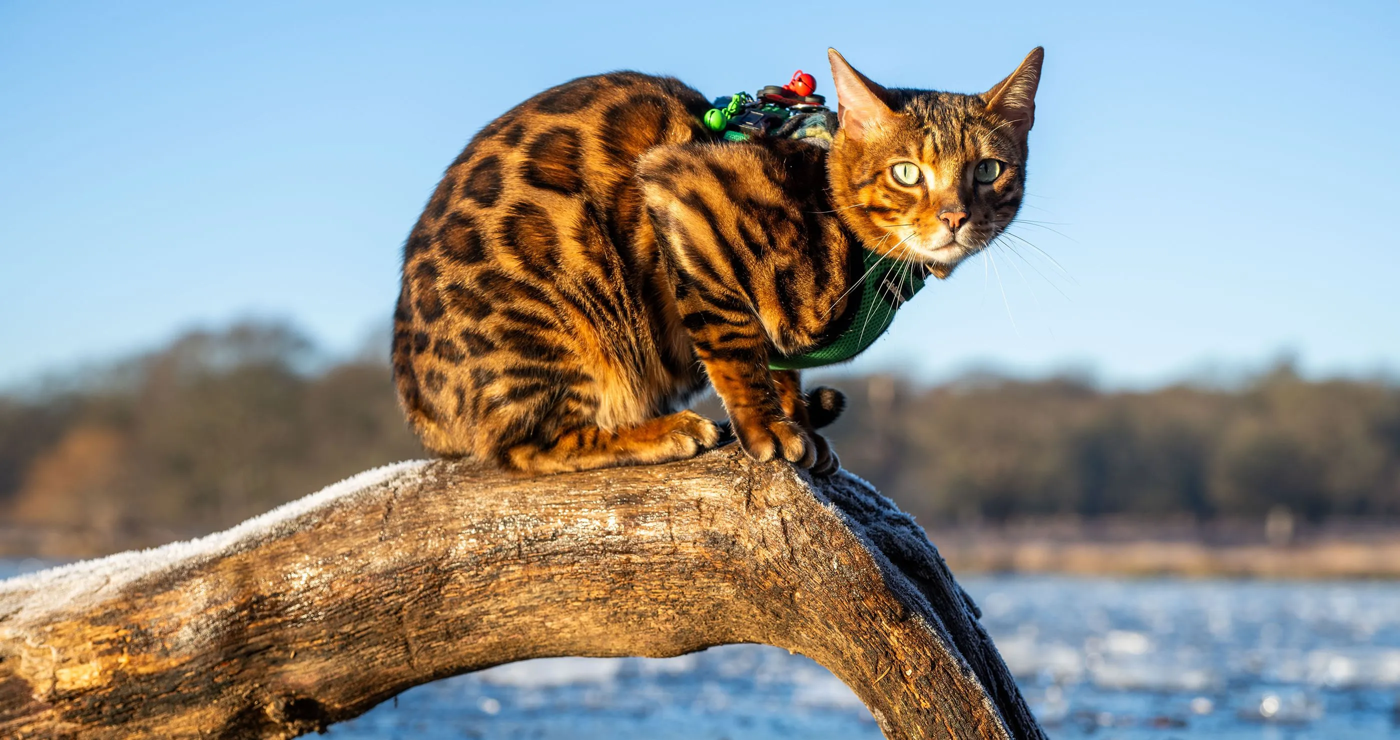 Internet Reacts to Discovery of First New Cat Species in Over 100 Years