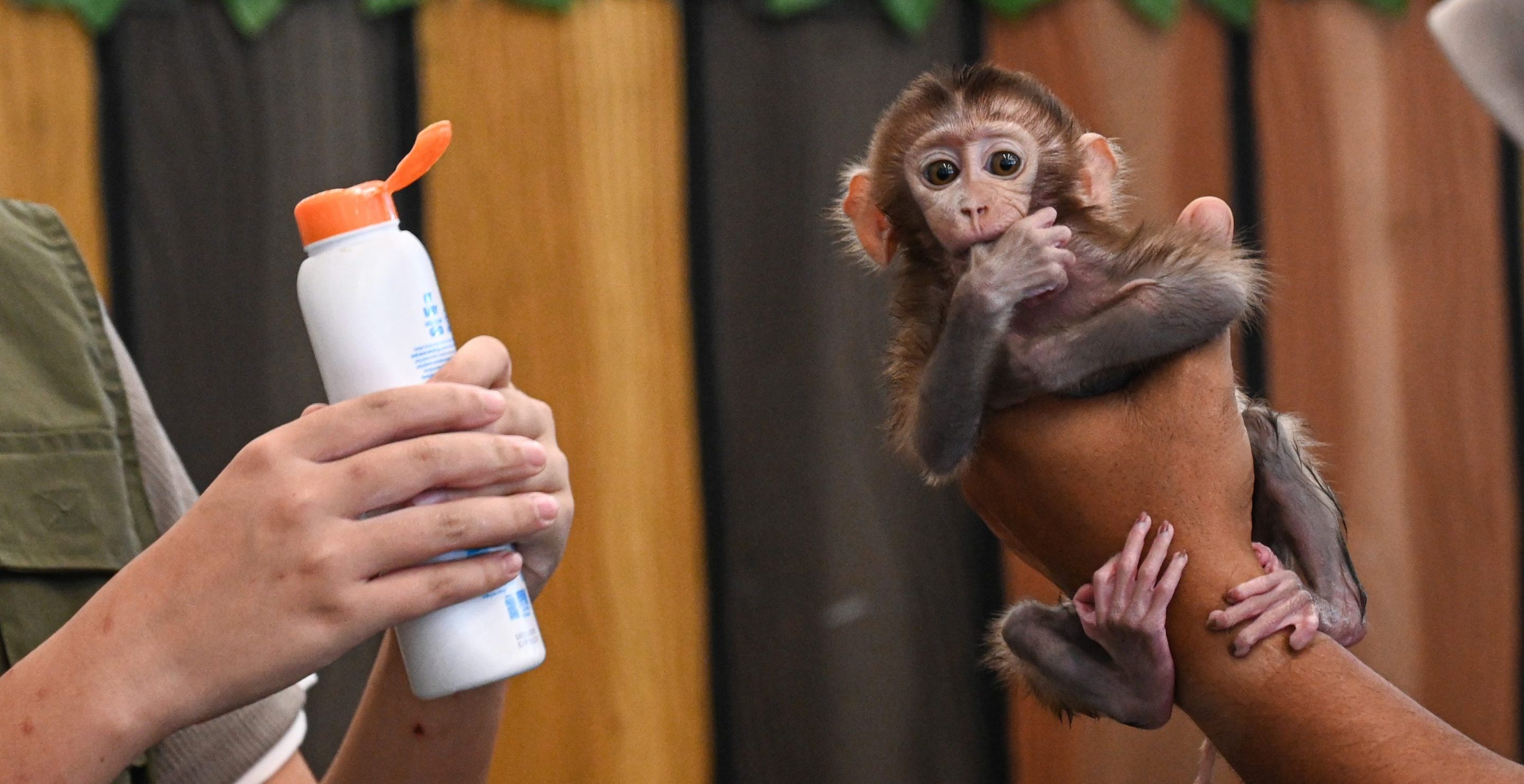 monkey