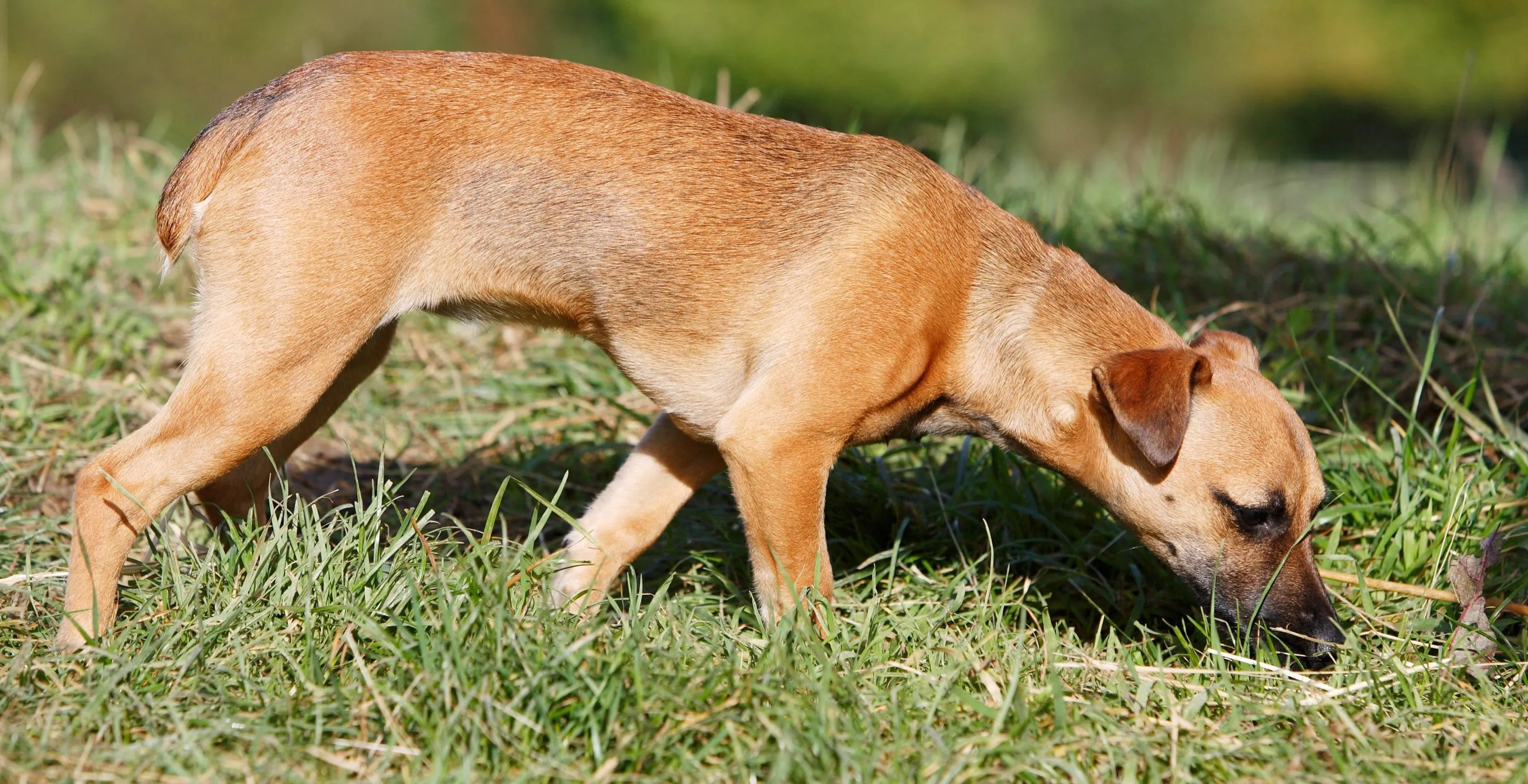 butt-sniffer