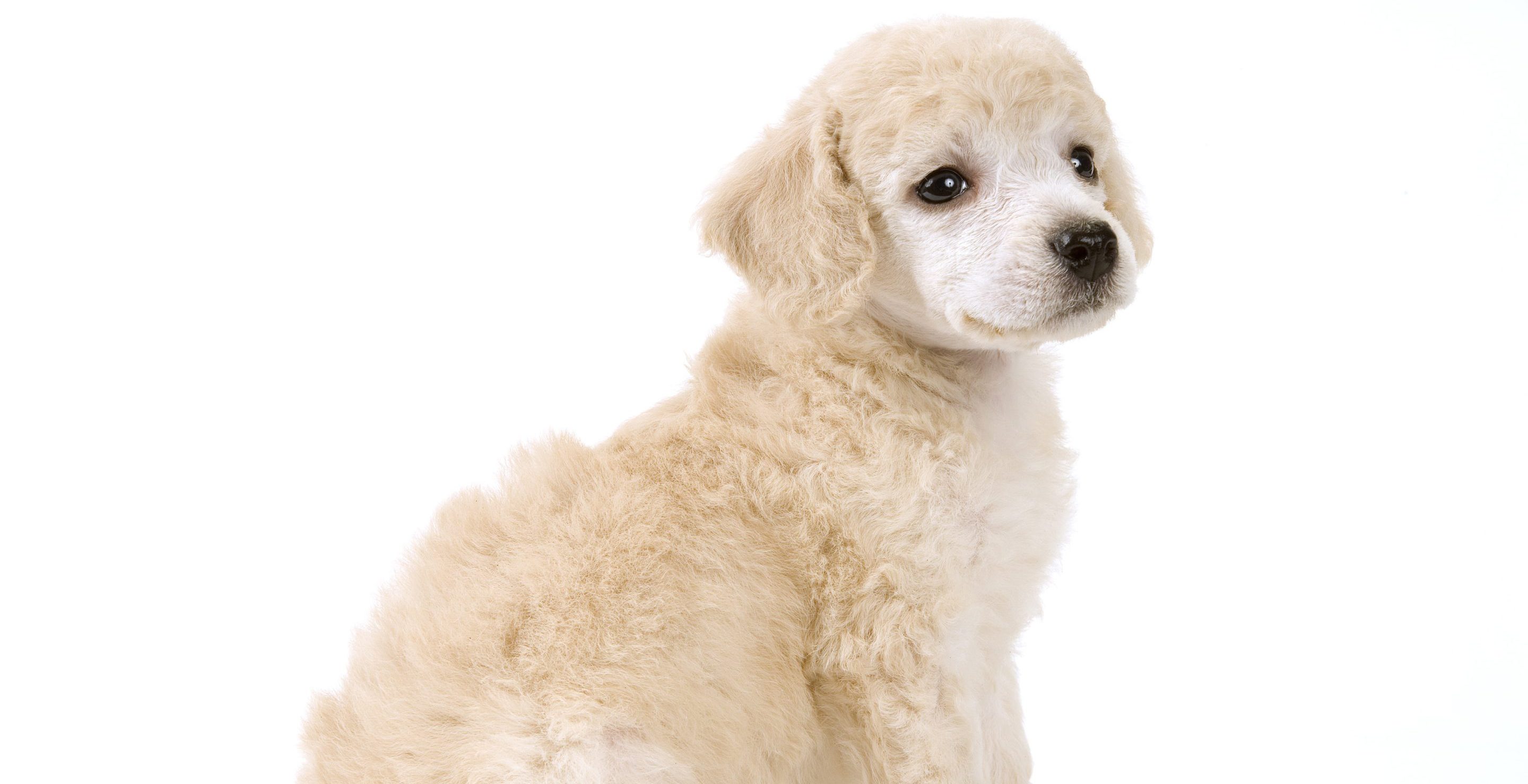 Mom Battling Cancer Clams Dog Sitter Stole Her Dog