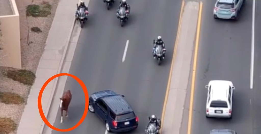 Horse Leads Police on Wild Highway Chase