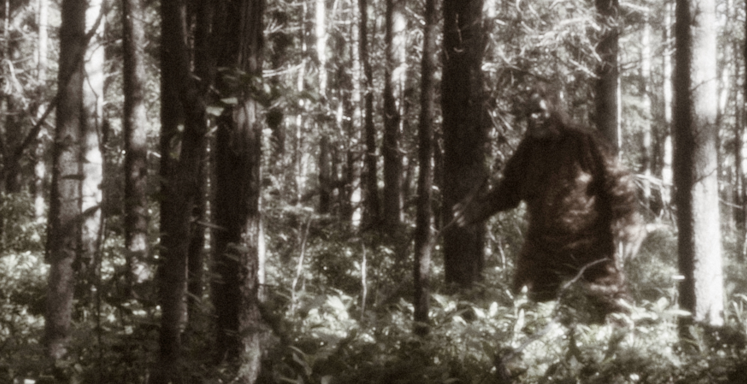 Man in Fur Coat Sparks Bigfoot Panic