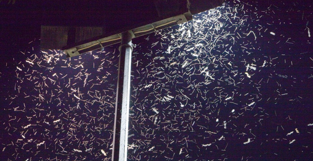 Millions of Moths Swarm Homes as Scientists Celebrate Surprising Comeback