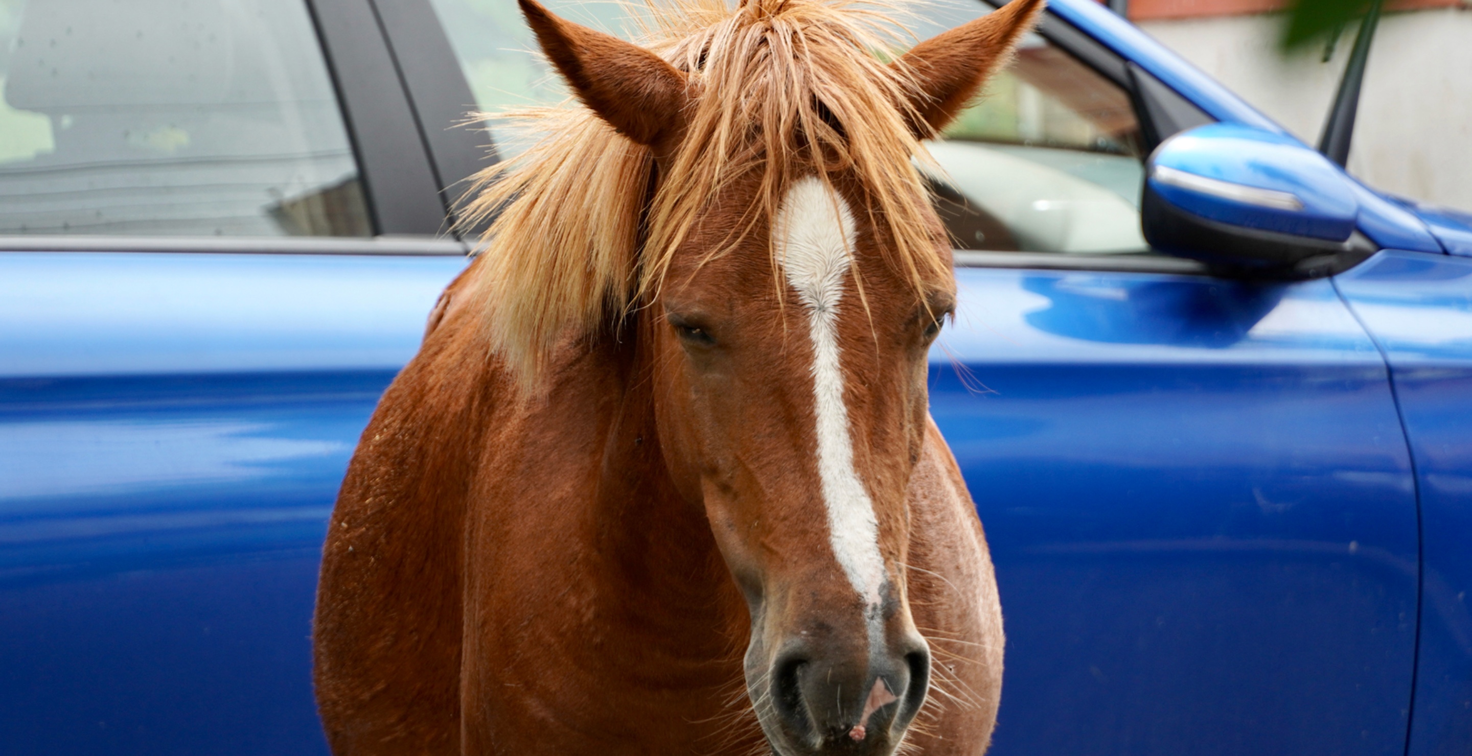 Runaway Horse Leads Police on Wild Highway Chase