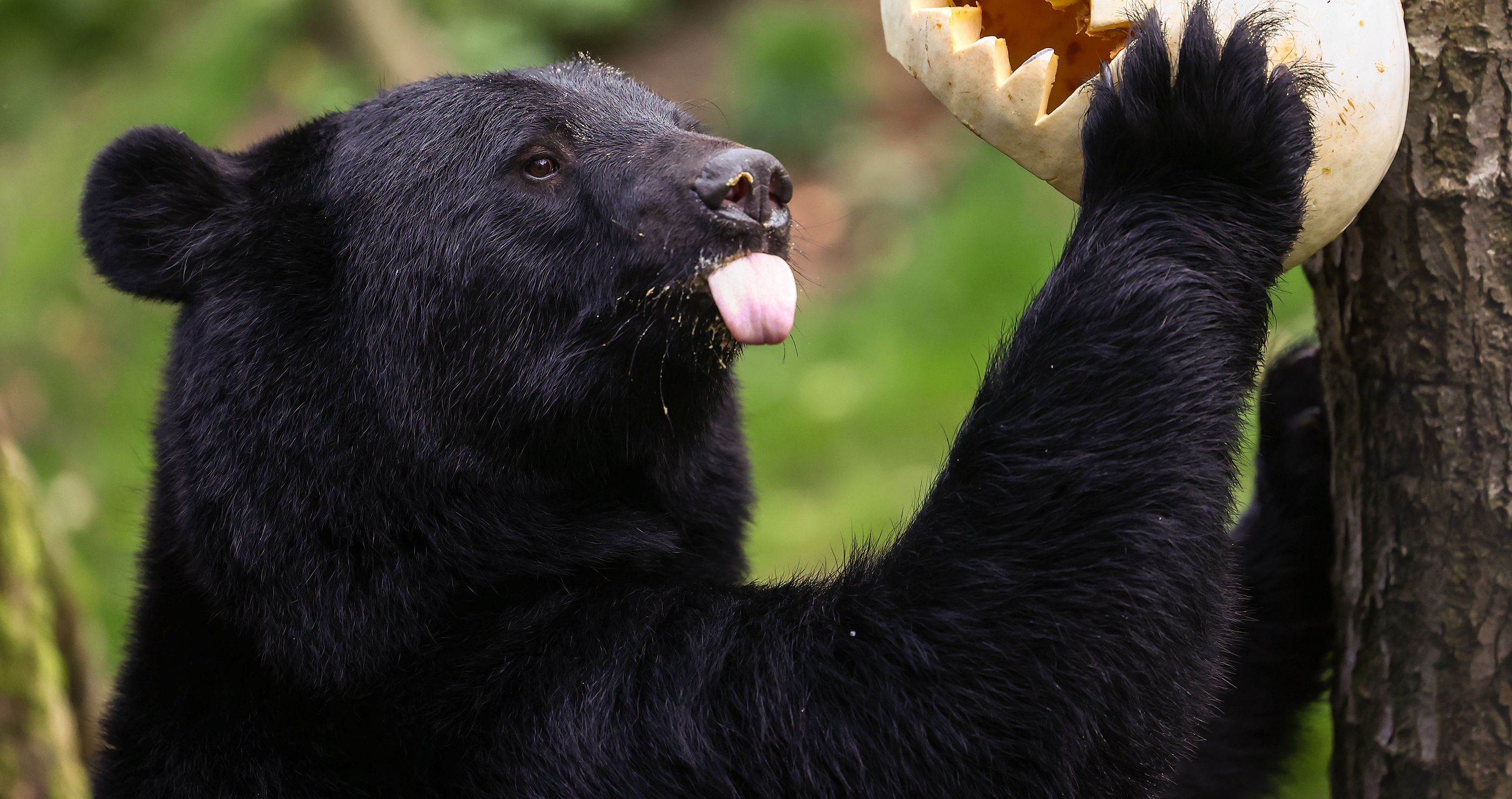 Black bear