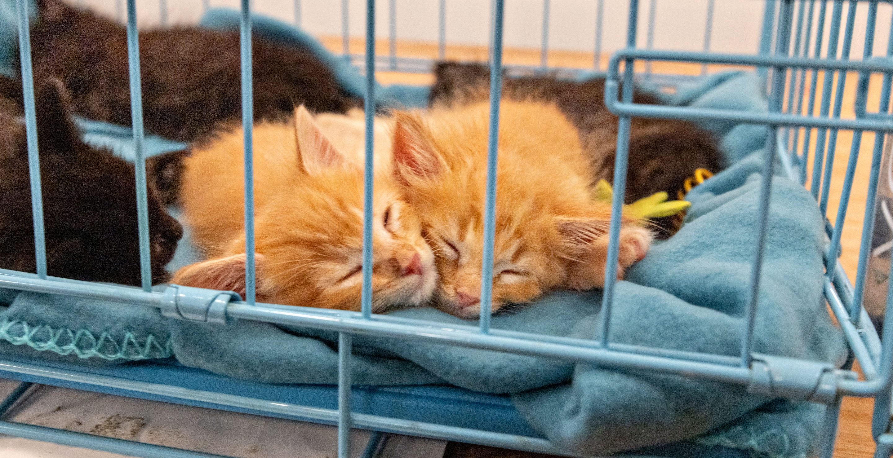 kittens