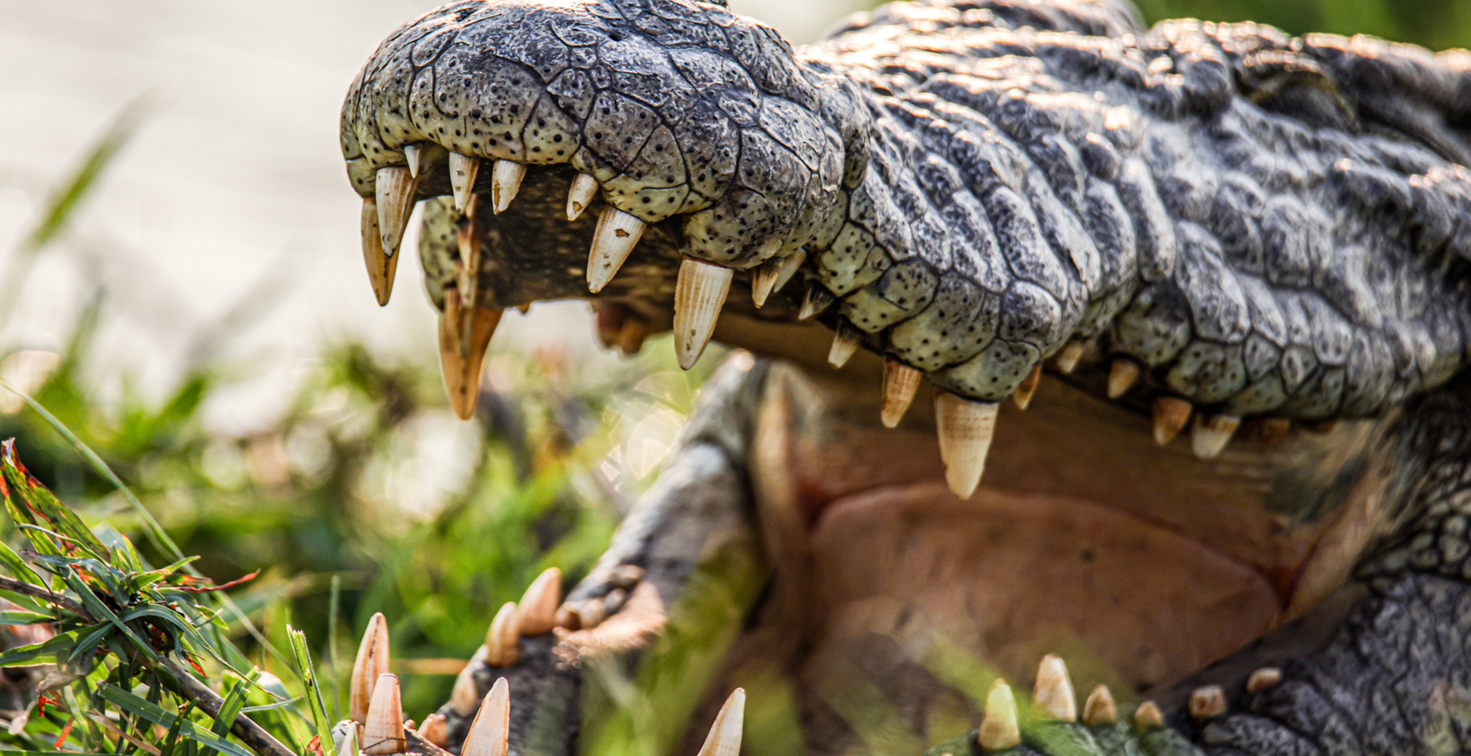 Man Faces Years in Prison After AI Crocodile Hoax Sparks Public Panic