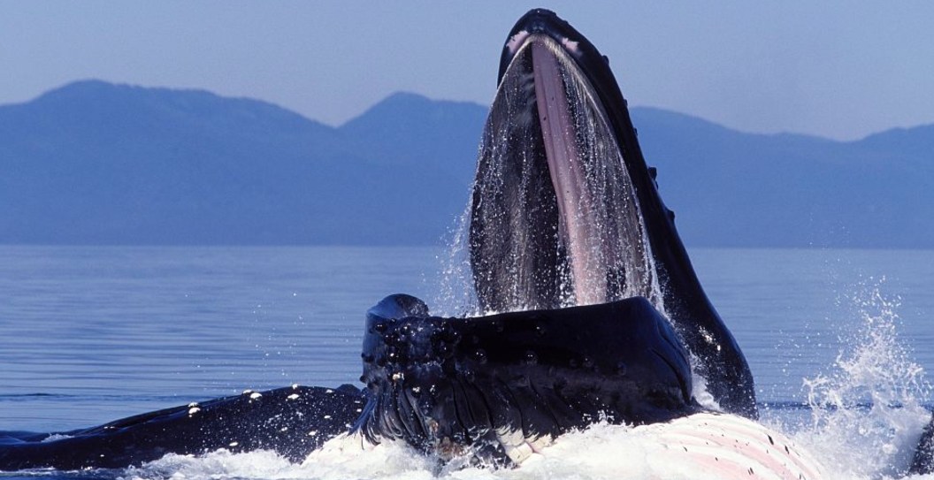 Man, Who Survived Being Trapped in a Whale’s Mouth, Opens Up About New Movie