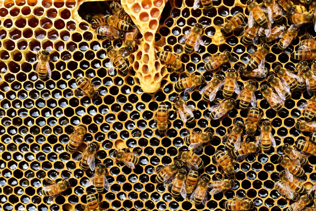 queen-cup-337695_1920