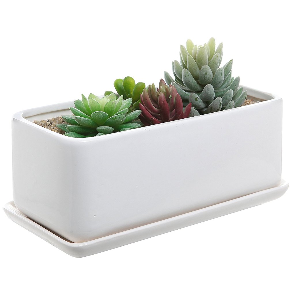bunny-succulents