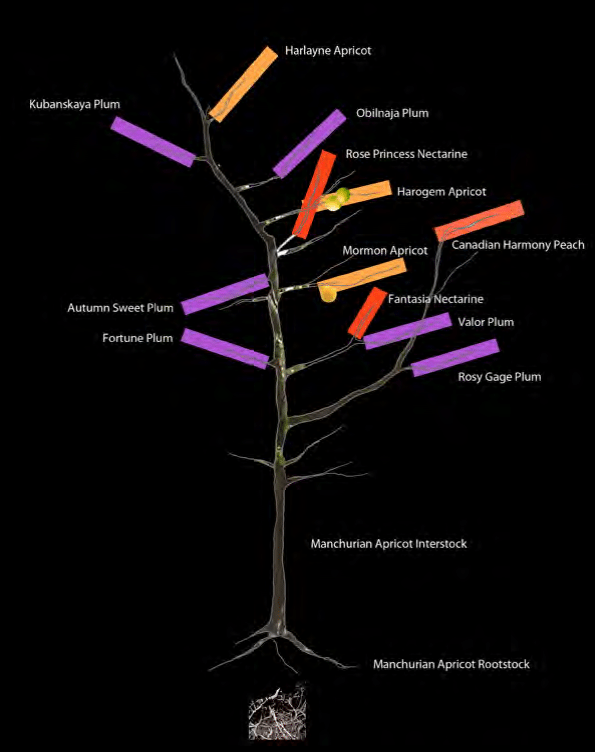 Tree of 40 Fruits