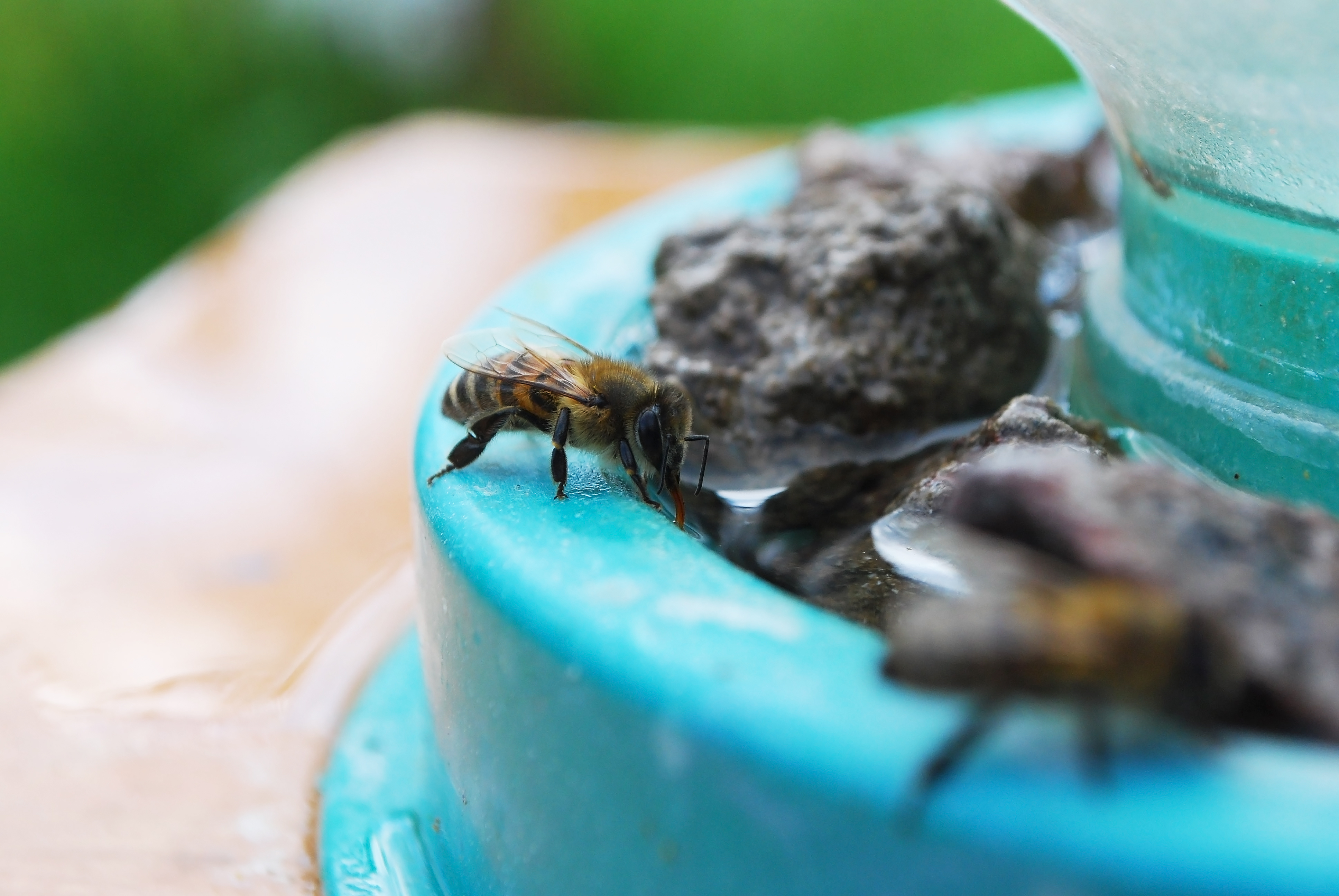 bee-growth-home-tips