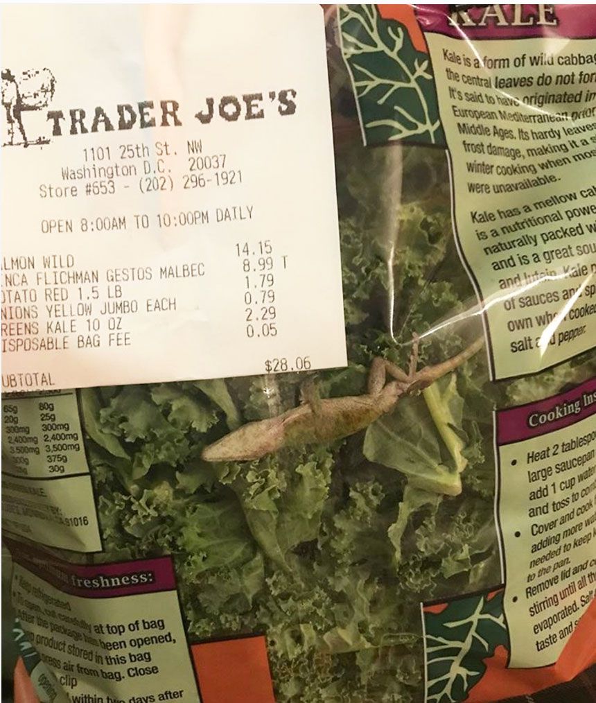 trader-joes-dead-lizard-kale