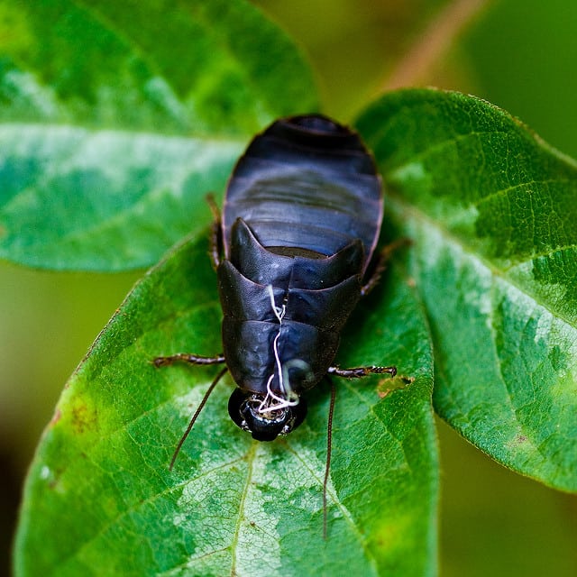 Pacific Beetle Cockroach