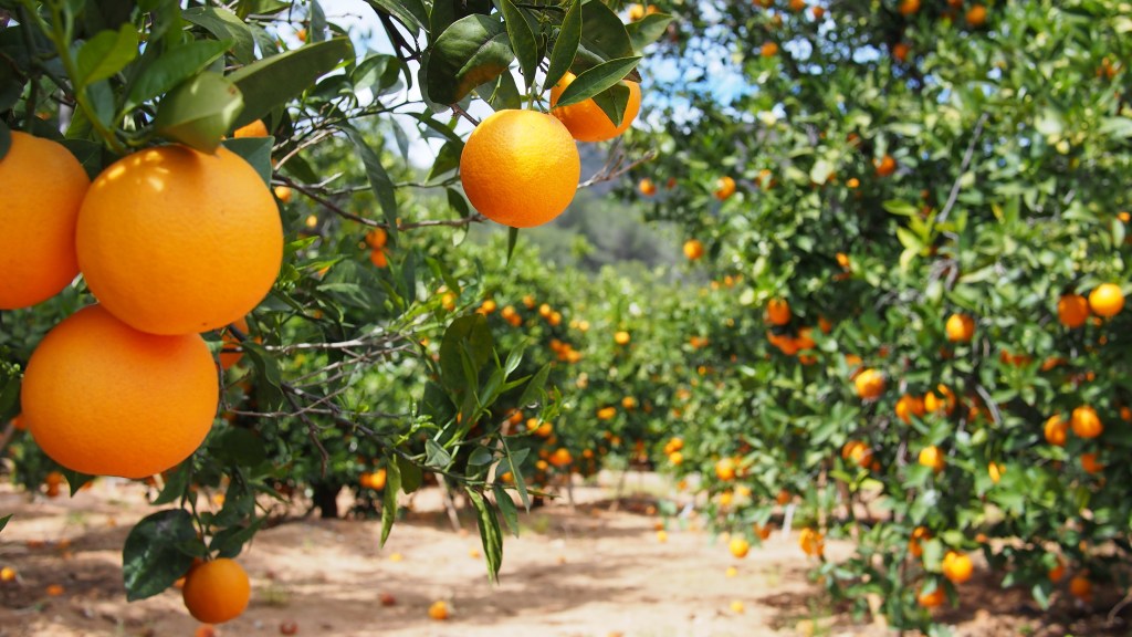 Citrus Hybrids