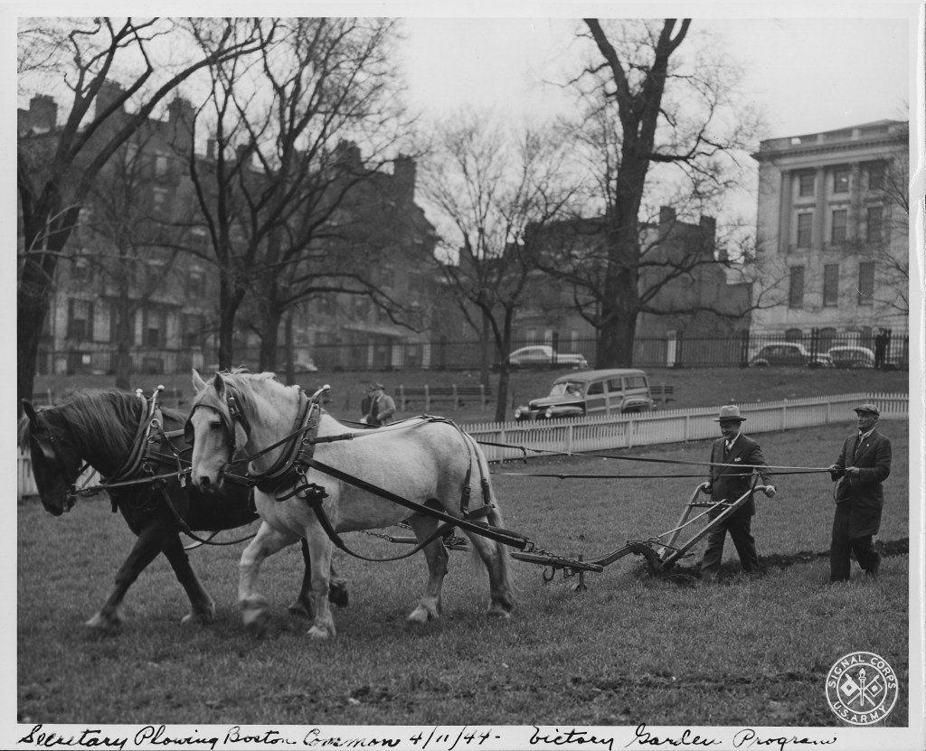 victory garden