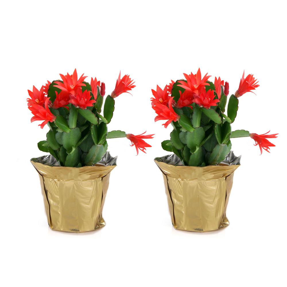 4 in. Fresh Christmas Cactus Grower's Choice - Pink, Red or White (Live 2-Pack