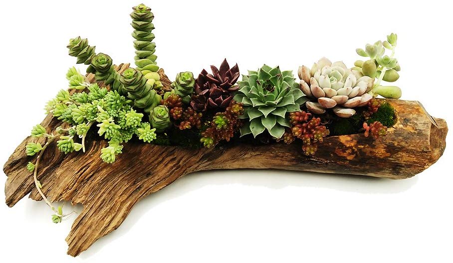 Pine Tree Root Wood Natural Shape Planters