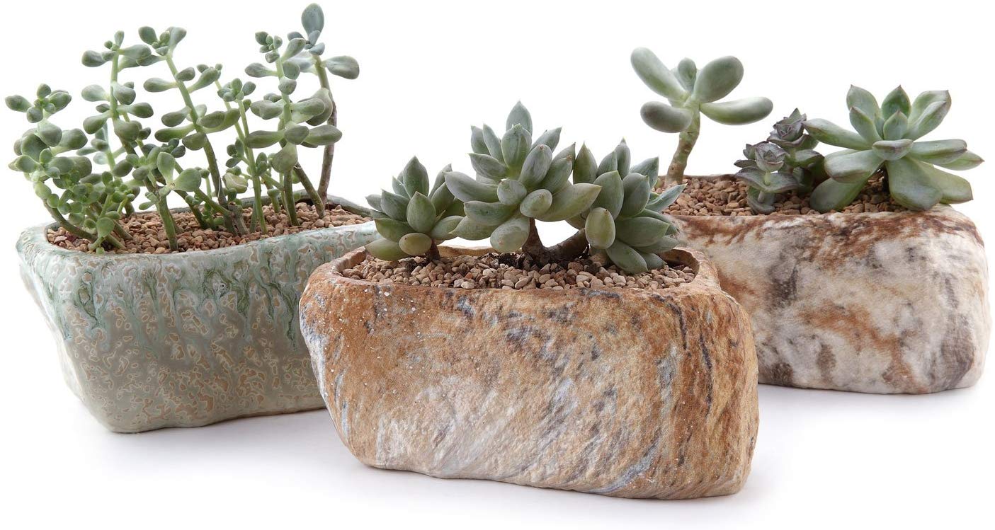 Stone Shape Sucuulent Cactus Plant