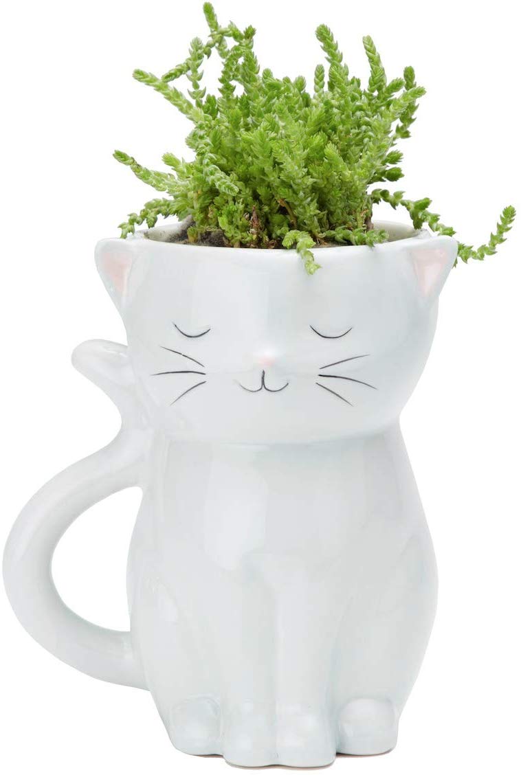cat planter