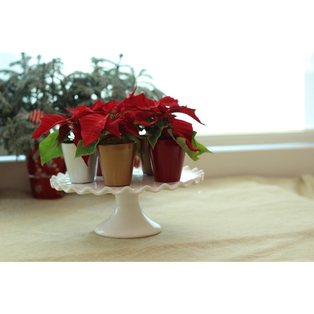 1 Pt. Fresh Red Poinsettia with Red Pot Cover (Live 12-Pack)