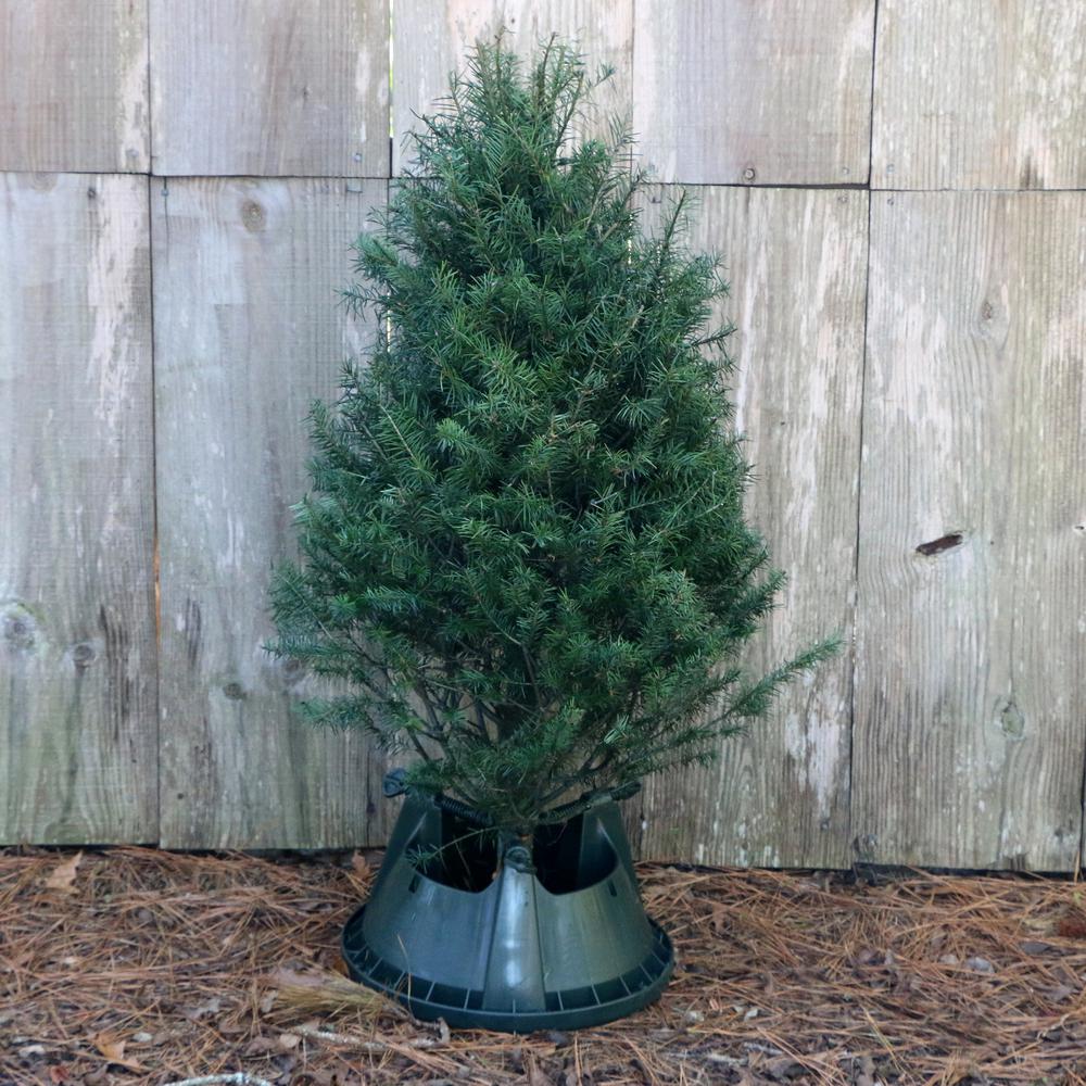 3 ft. to 4 ft. Freshly Cut Douglas Fir Real Christmas Tree
