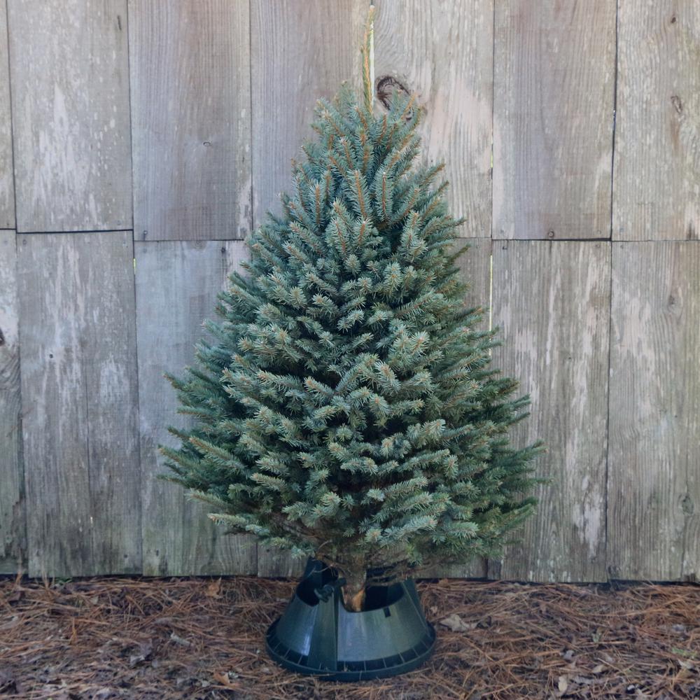 5 ft. Freshly Cut Blue Spruce Real Christmas Tree