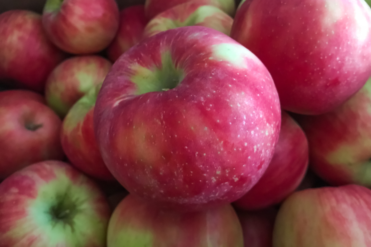 See WA 38 (Cosmic Crisp apple) - Good Fruit Grower