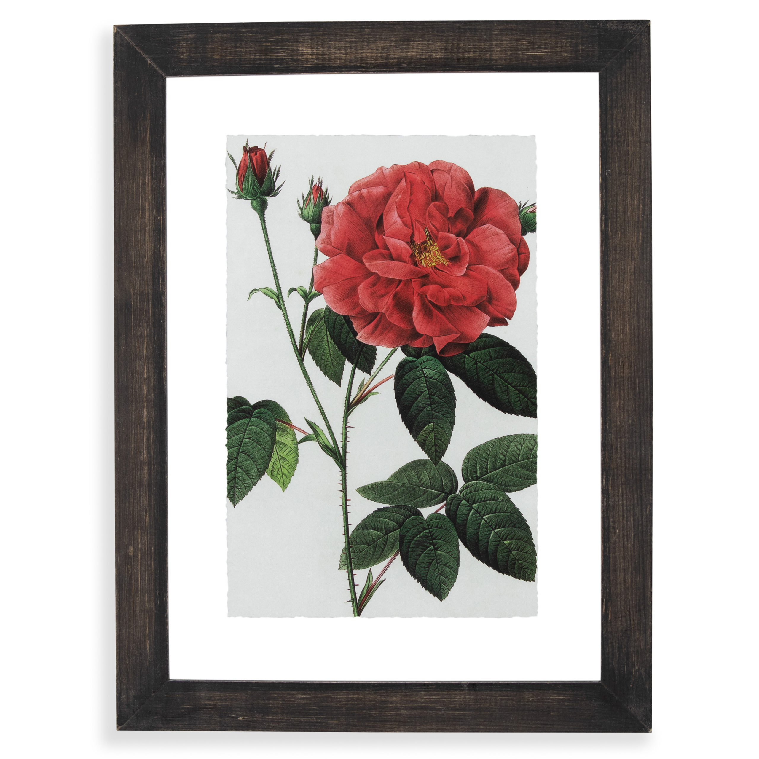 Vintage Pink Roses Floating Black II 12"x16.5" Frame by Drew Barrymore Flower Home
