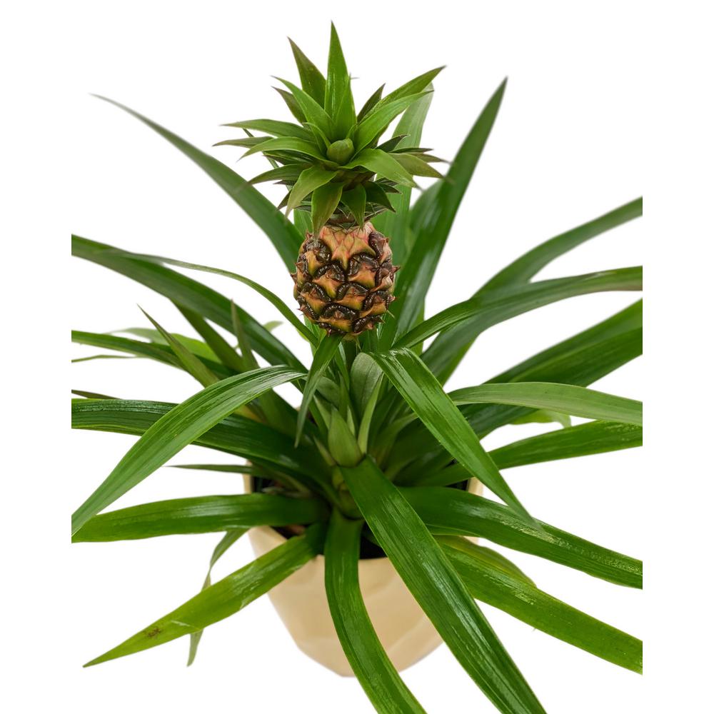 Pineapple Plant in 5 in. Designer Pot