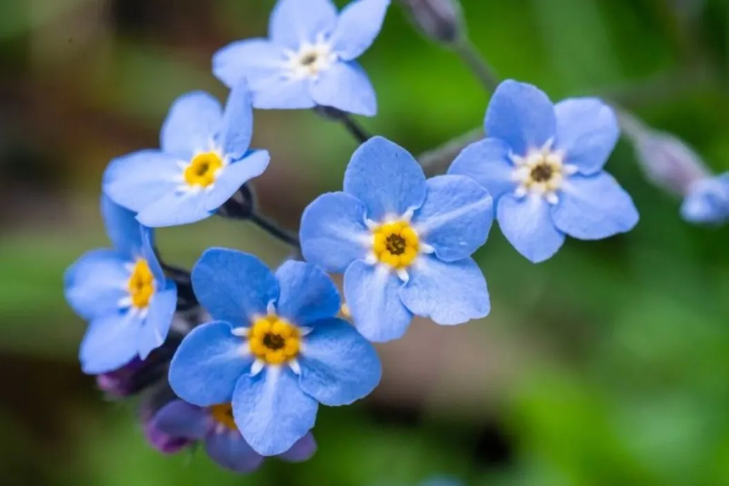 12 Small and Little Flowers That Will Make a Big Statement in Your Garden