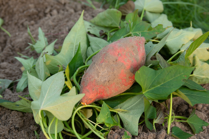 sweet potato in ground