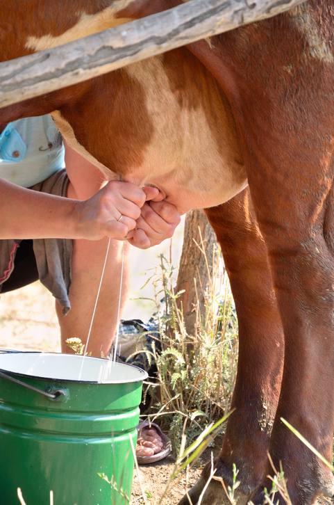 Milkmaid milking a cow. close-up, vertical. Cow standing in the corral.