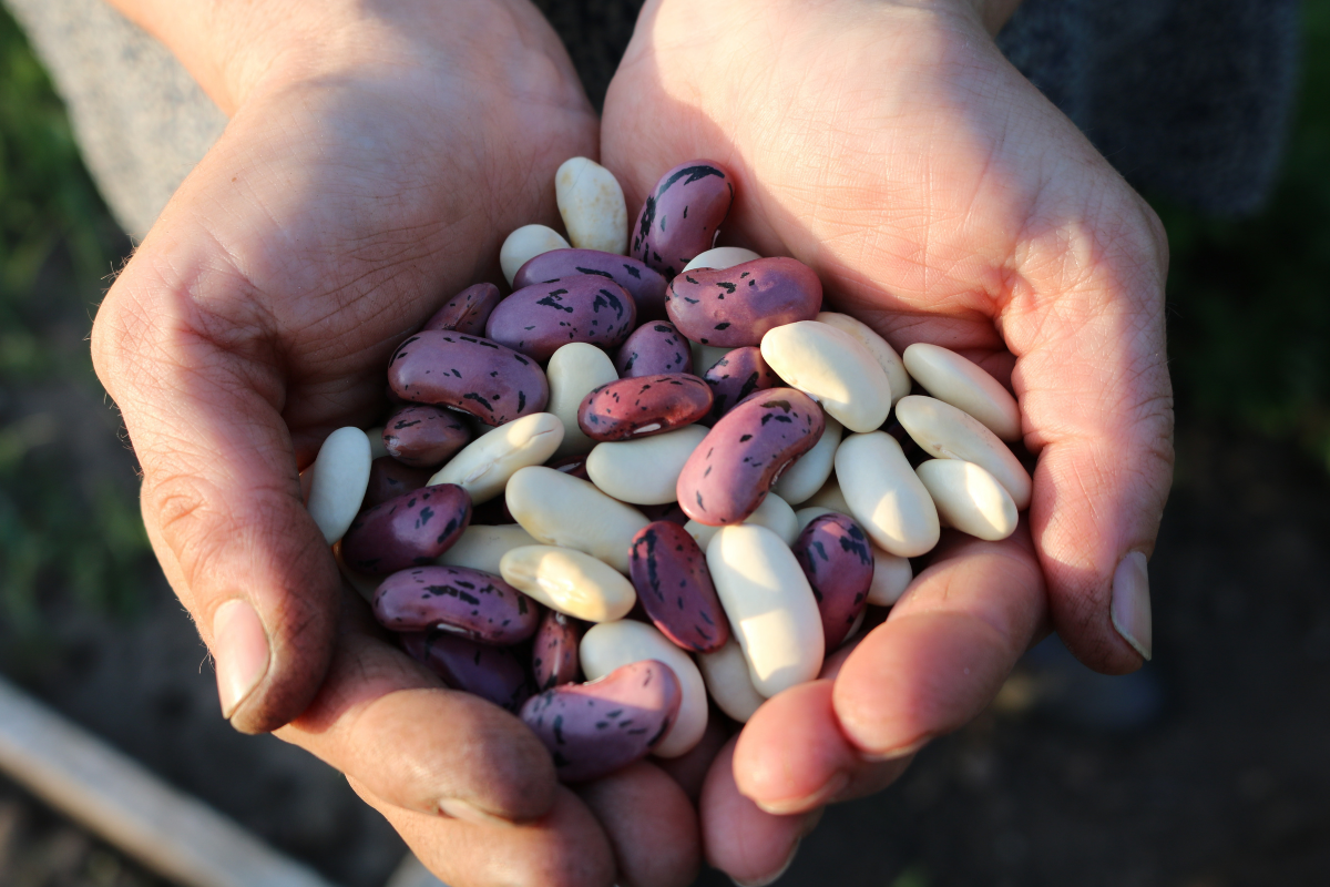 Spill the Beans: Do You Know the Origin of This Much-Used Phrase?